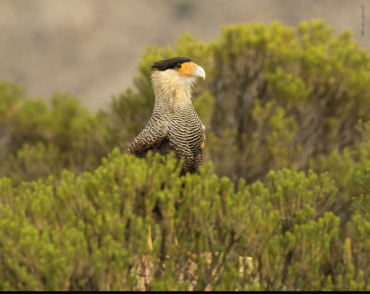 Crested Caracara (Southern) - ML32189411