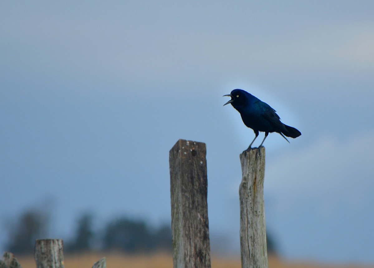 Boat-tailed Grackle - ML321895441