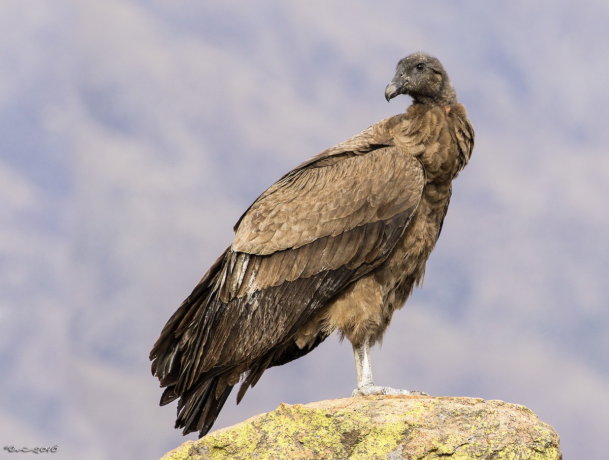 Andean Condor - Evangelina Indelicato