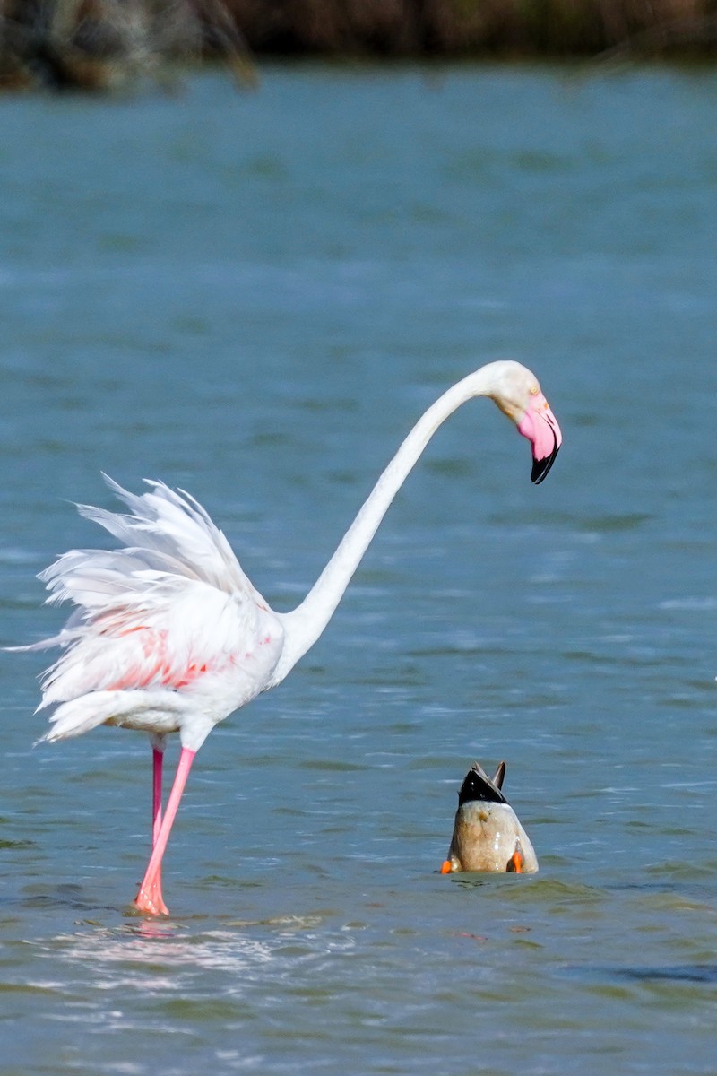 Greater Flamingo - ML321897031