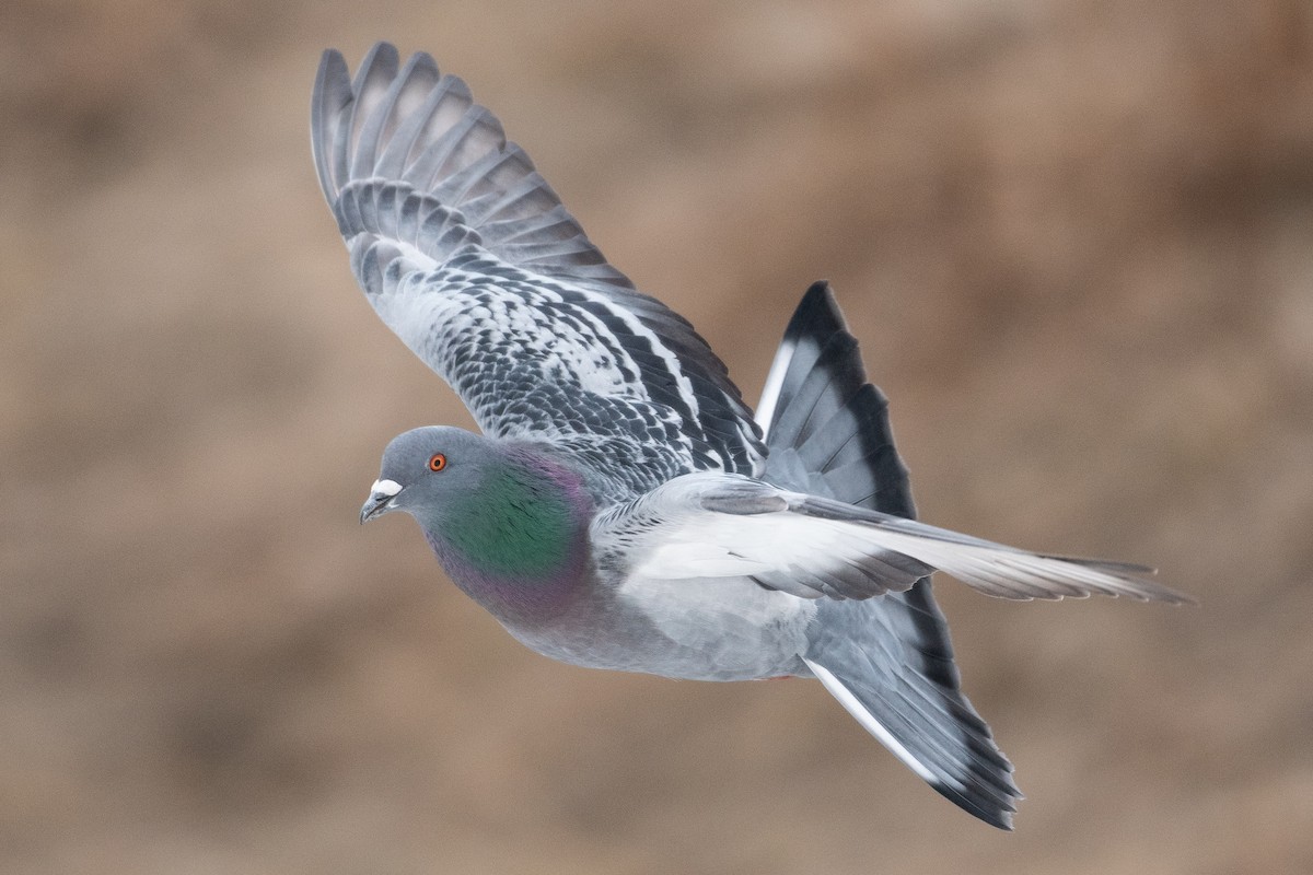 Rock Pigeon (Feral Pigeon) - David Turgeon