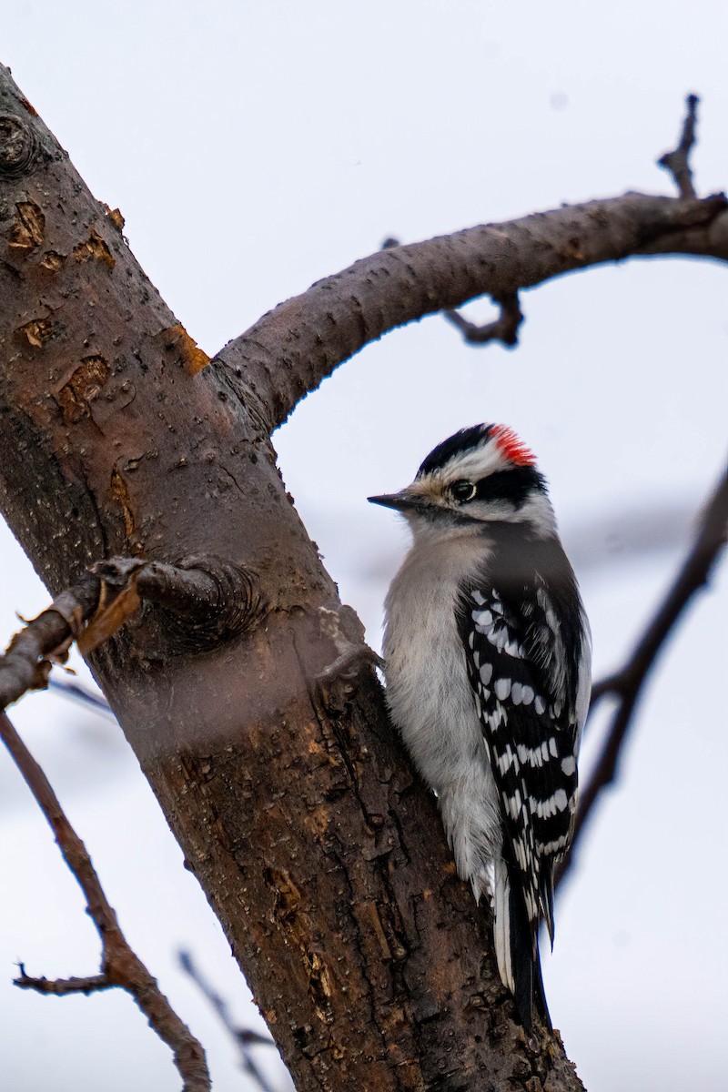 Downy Woodpecker - ML321913311