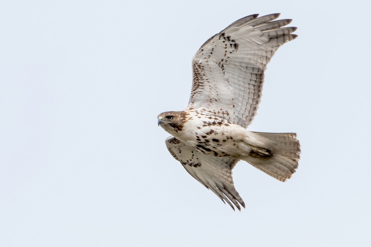 Red-tailed Hawk - ML321914261