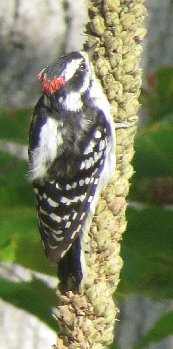 Downy Woodpecker - ML32191541
