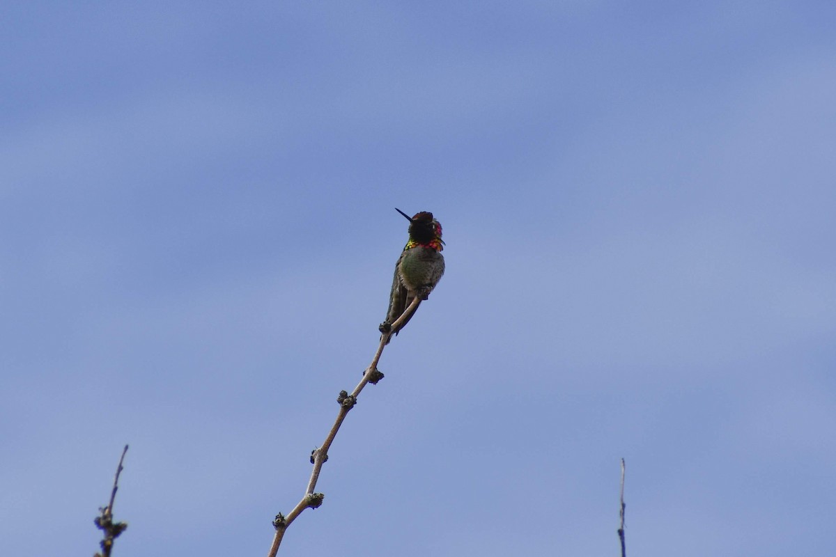 Anna's Hummingbird - ML321916241