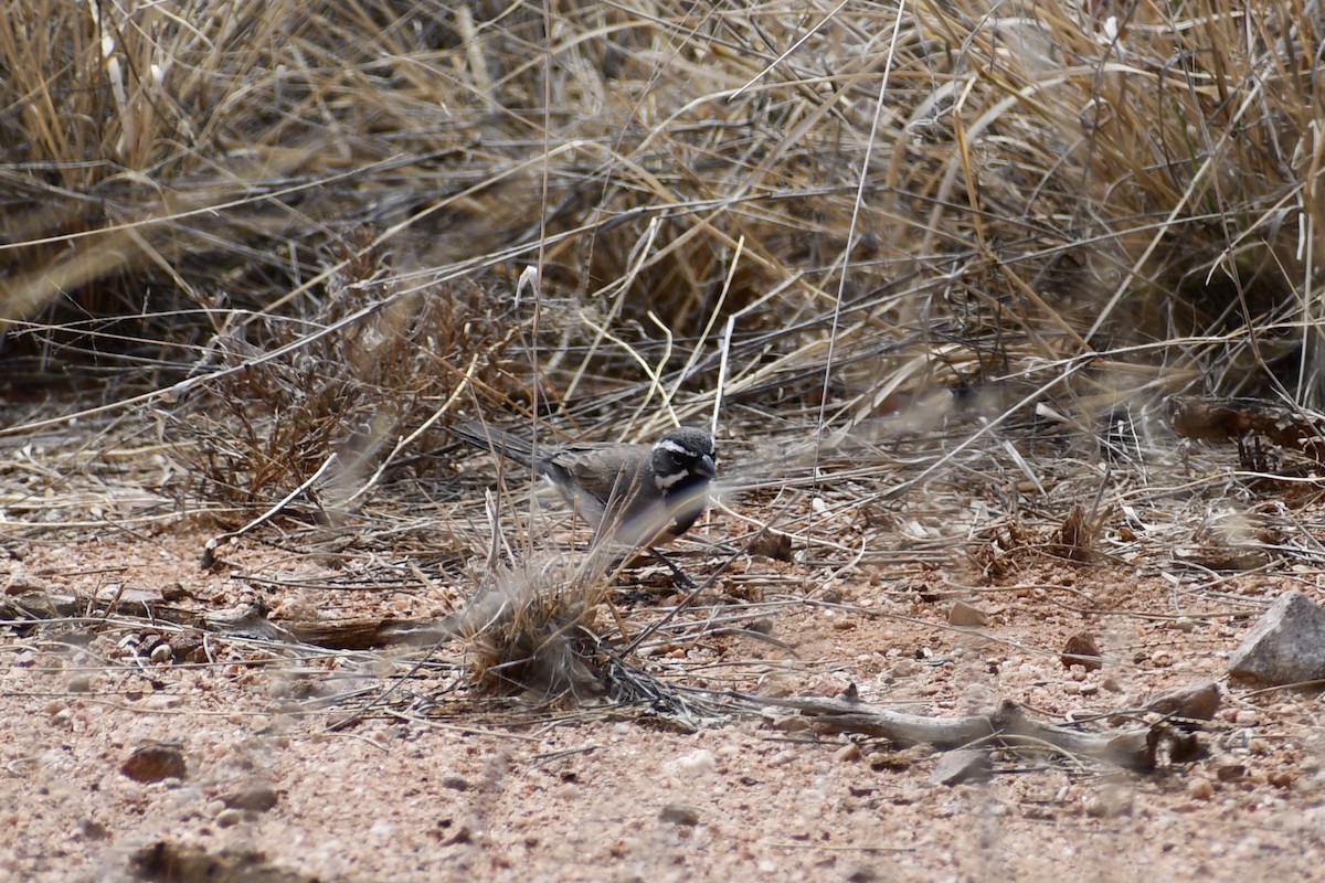 Black-throated Sparrow - ML321916541