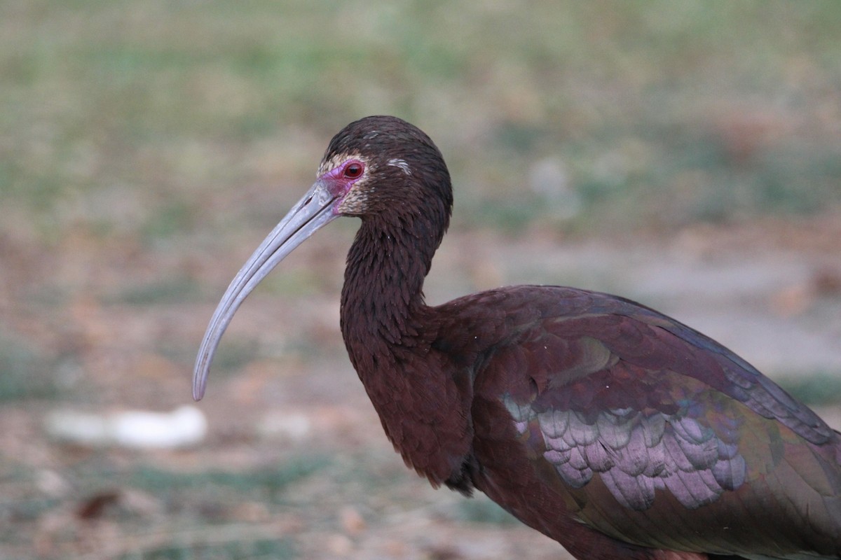 ibis americký - ML321918461