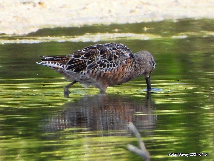Long-billed Dowitcher - ML321923601