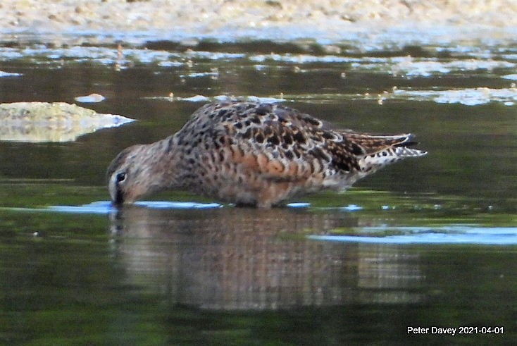 Long-billed Dowitcher - ML321923681