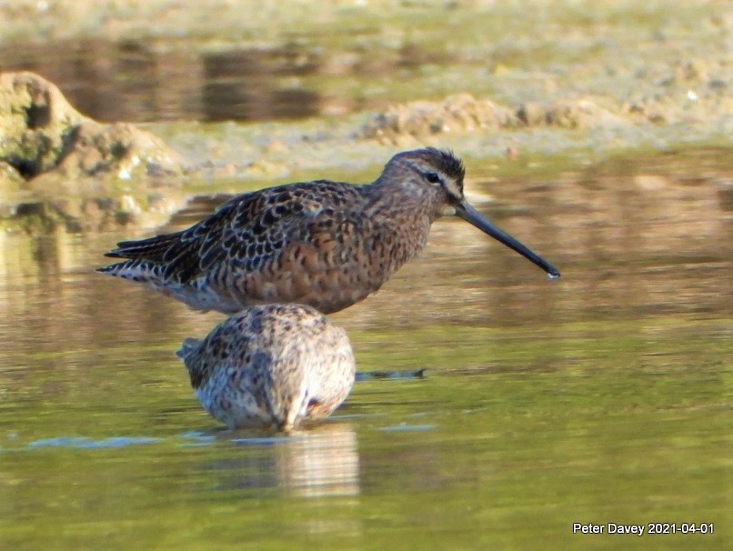 Long-billed Dowitcher - ML321924081