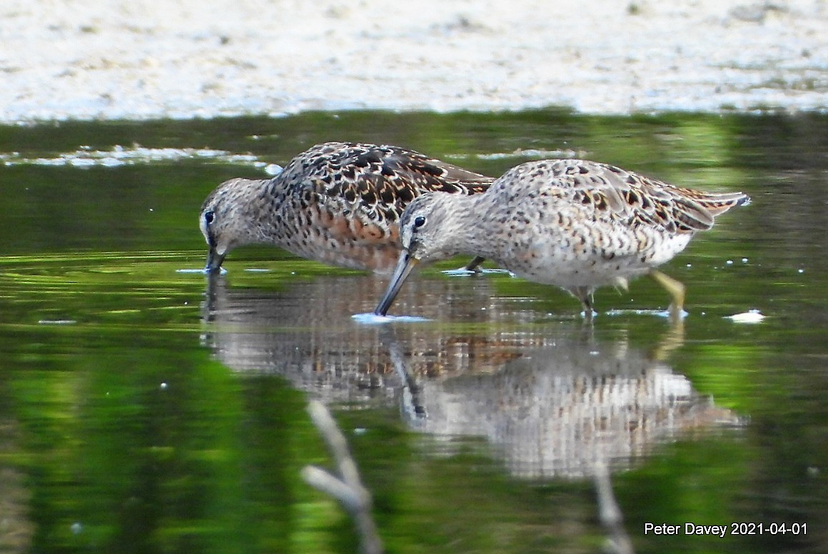 Long-billed Dowitcher - ML321924101