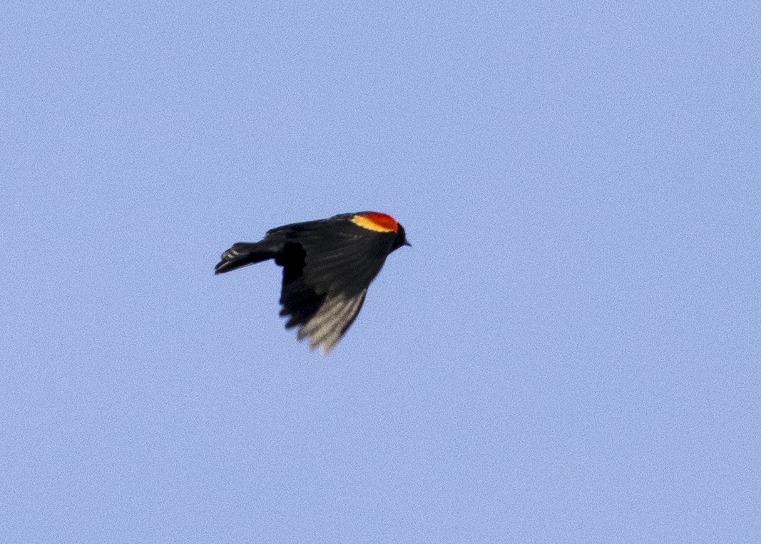 Red-winged Blackbird - ML321929521