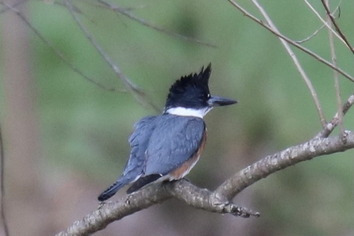 Belted Kingfisher - ML321930171