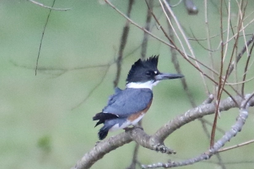 Belted Kingfisher - ML321930191
