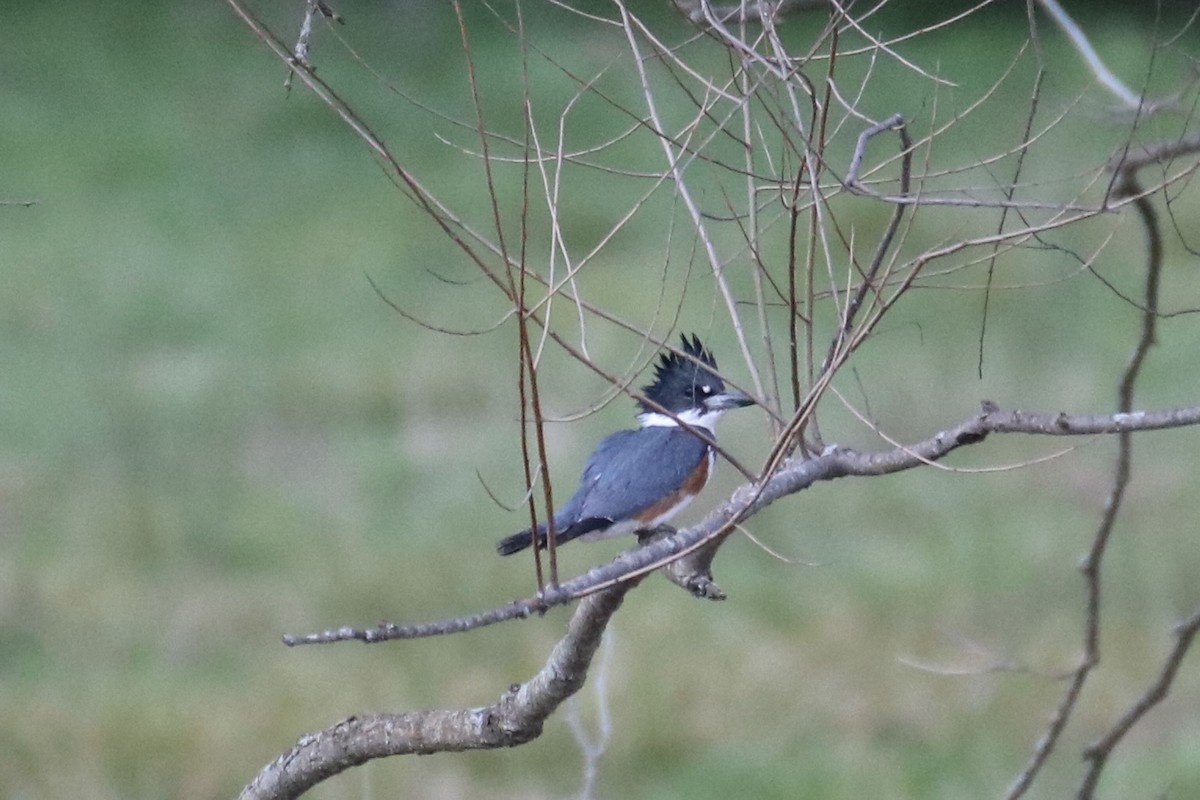 Belted Kingfisher - ML321930201