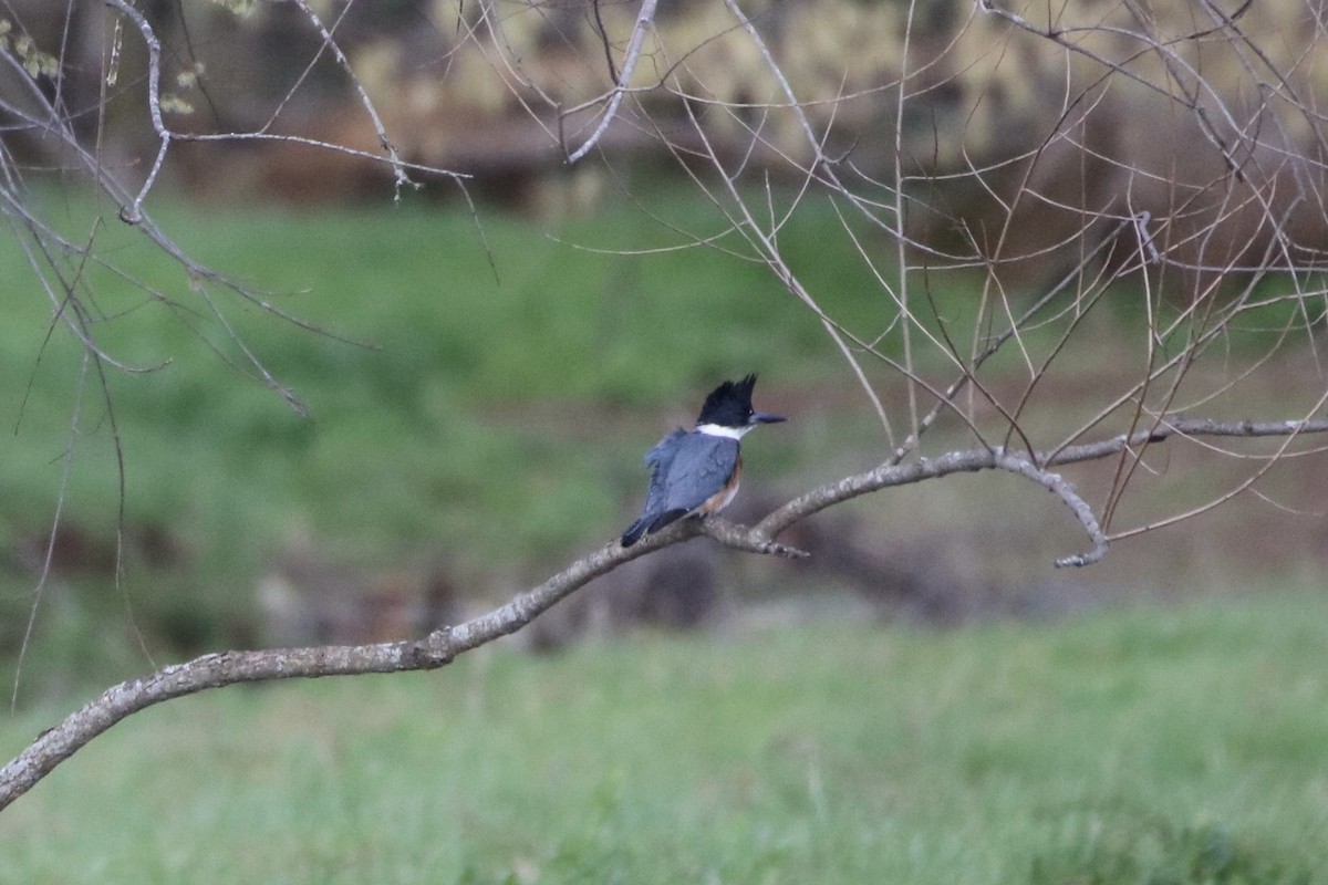 Belted Kingfisher - ML321930211