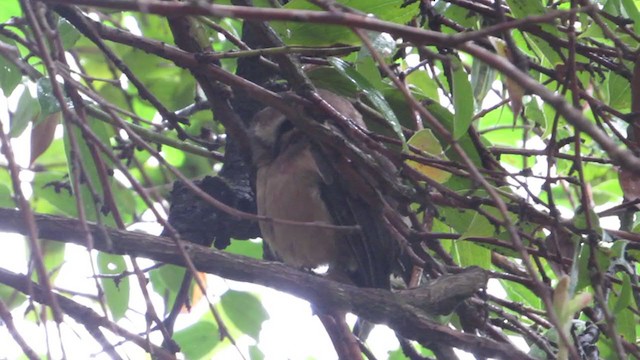 Unspotted Saw-whet Owl - ML321931871