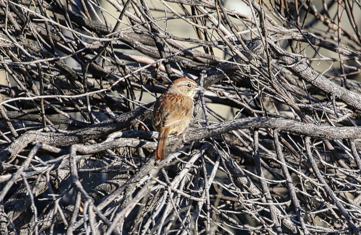 Rufous-crowned Sparrow - ML321932591