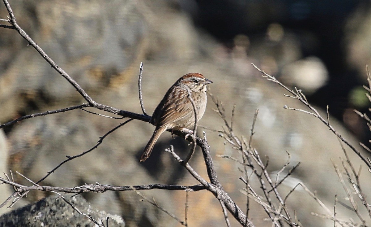 Rufous-crowned Sparrow - Douglas Hall