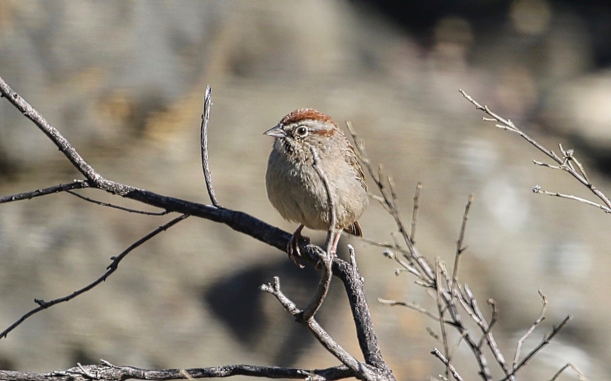 Rufous-crowned Sparrow - ML321932711