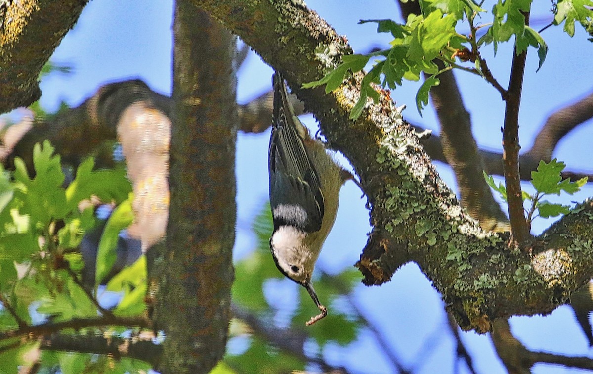 White-breasted Nuthatch - ML321933051