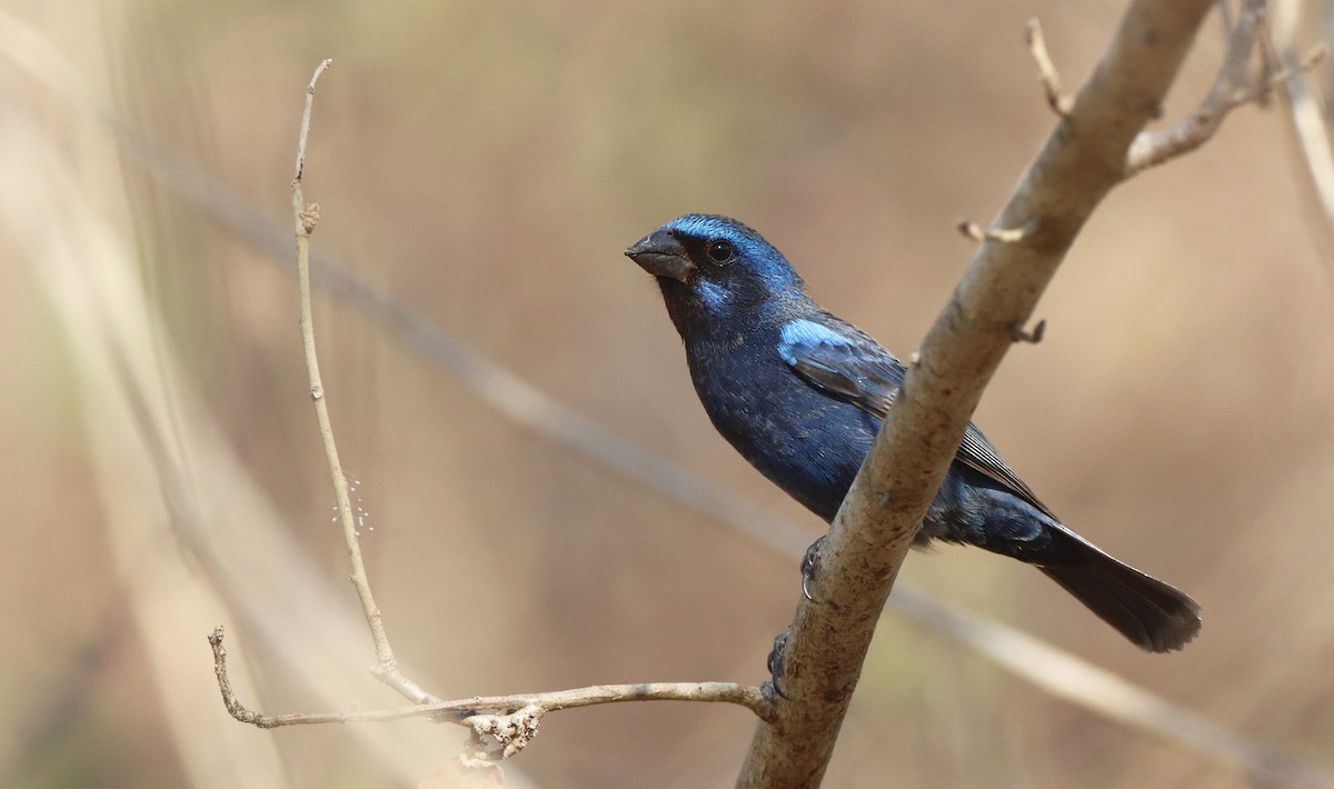 Blue Bunting (West Mexico) - ML321933581