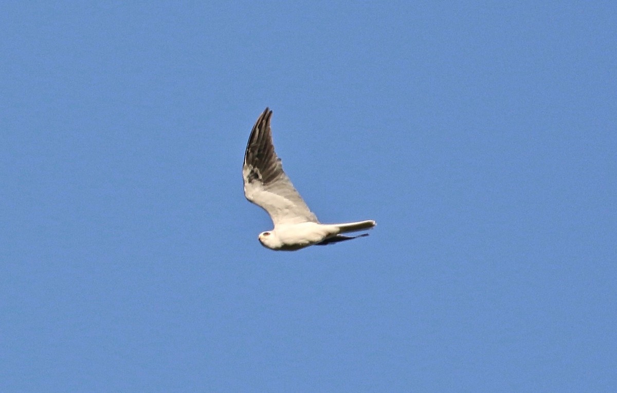White-tailed Kite - ML321934251