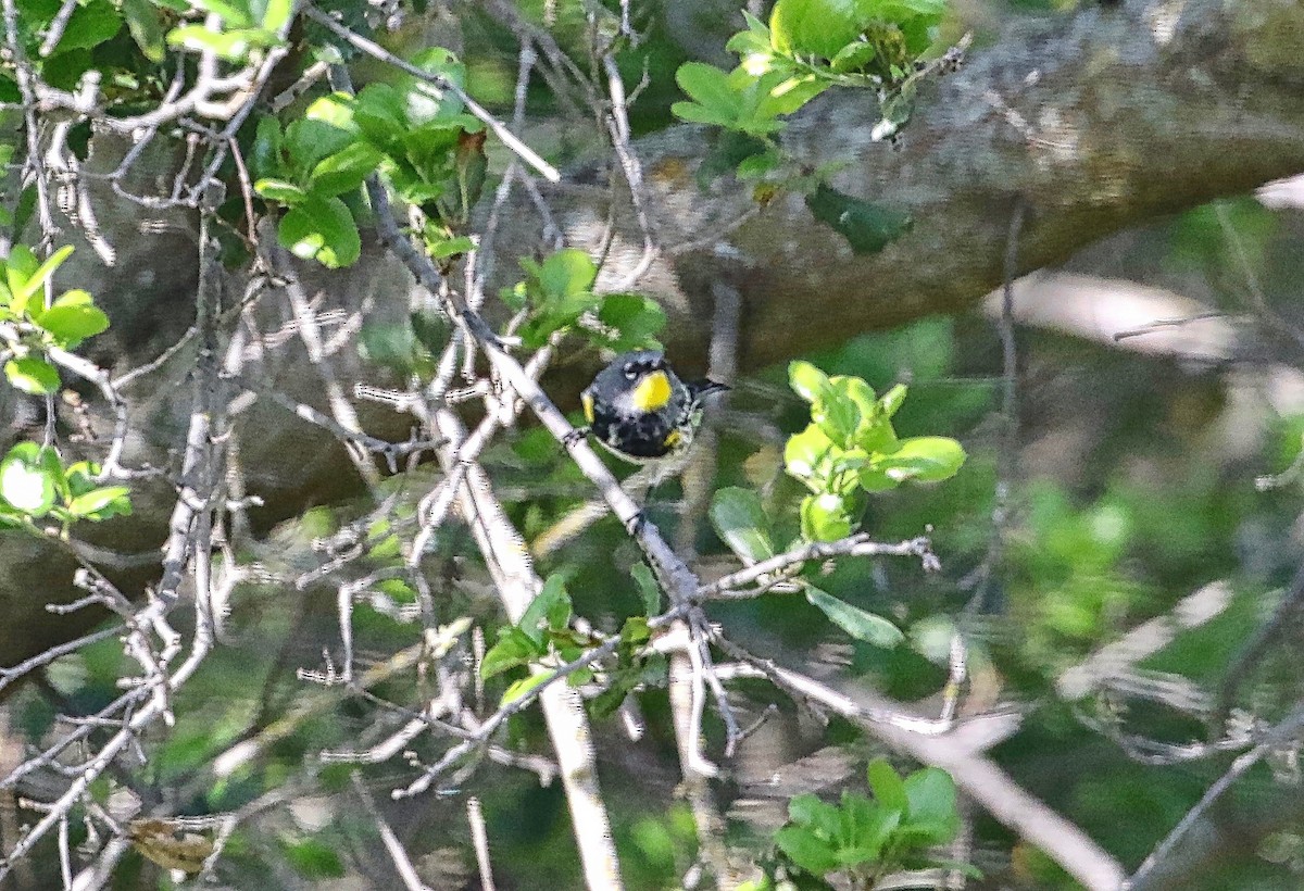 Yellow-rumped Warbler (Audubon's) - ML321934391