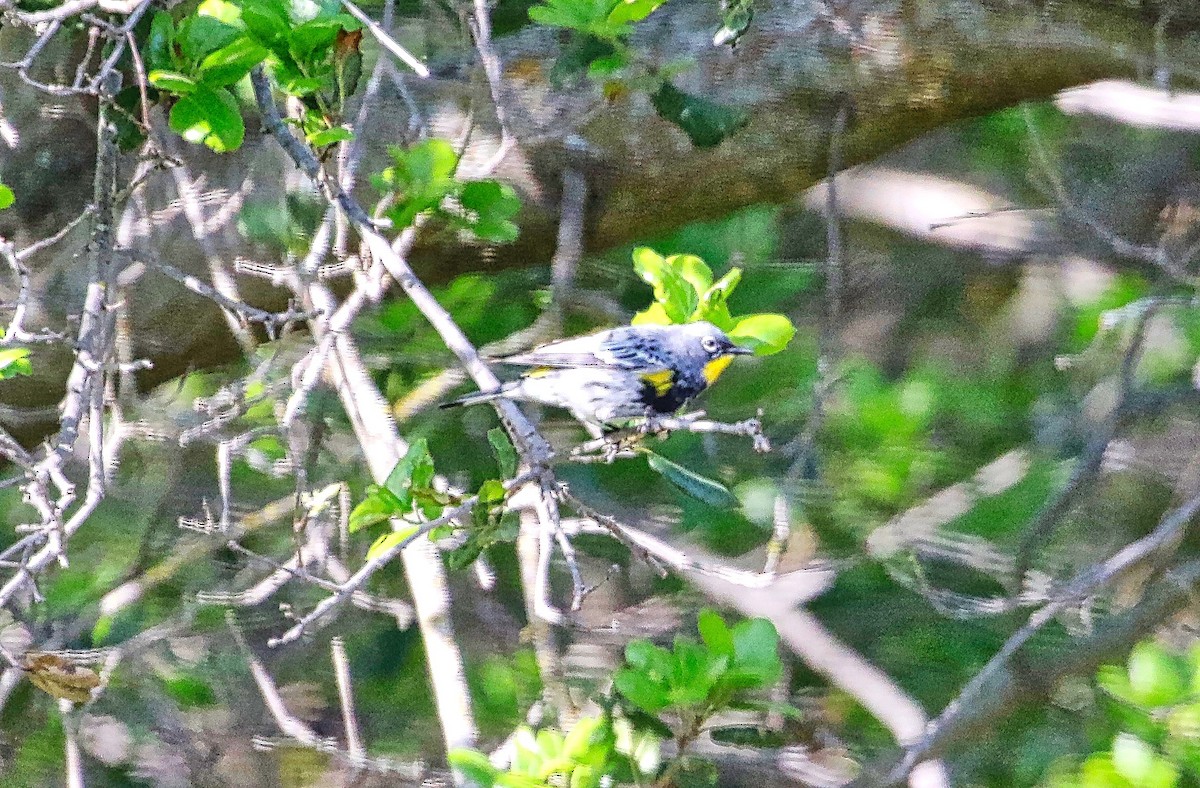 Yellow-rumped Warbler (Audubon's) - ML321934661