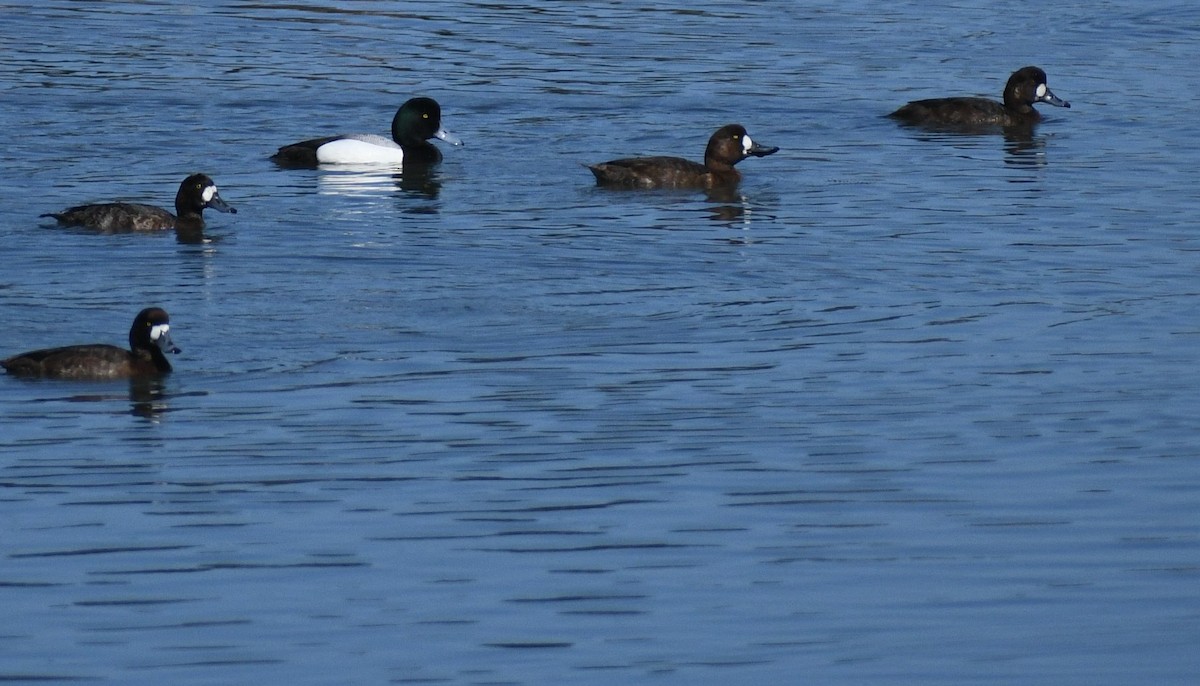 Greater Scaup - Michele Suzann