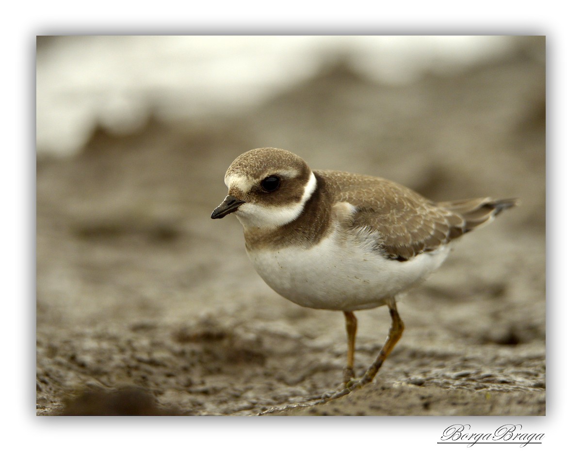 Common Ringed Plover - ML321937991