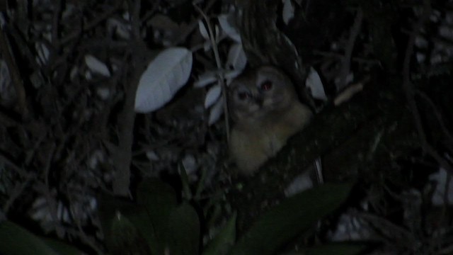 Unspotted Saw-whet Owl - ML321938211