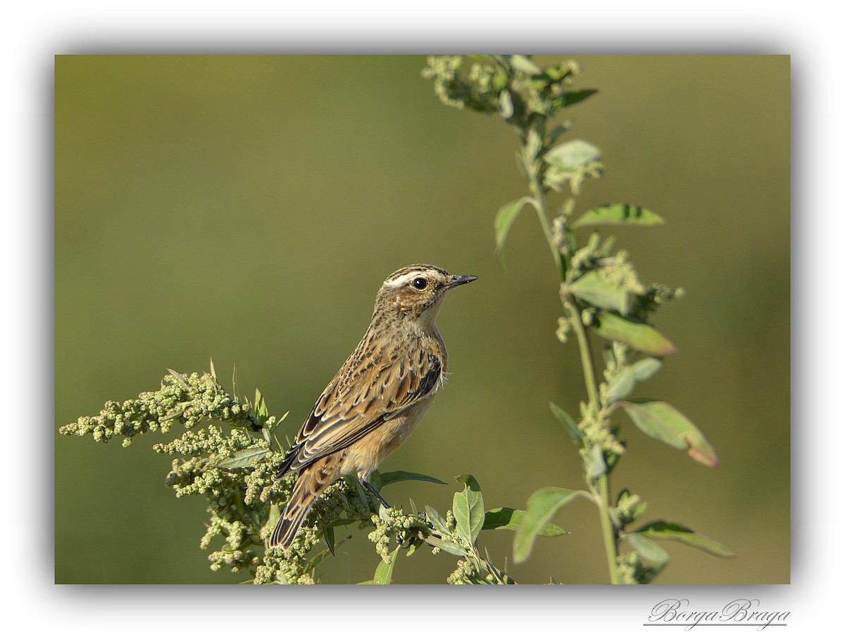 Whinchat - ML321940801