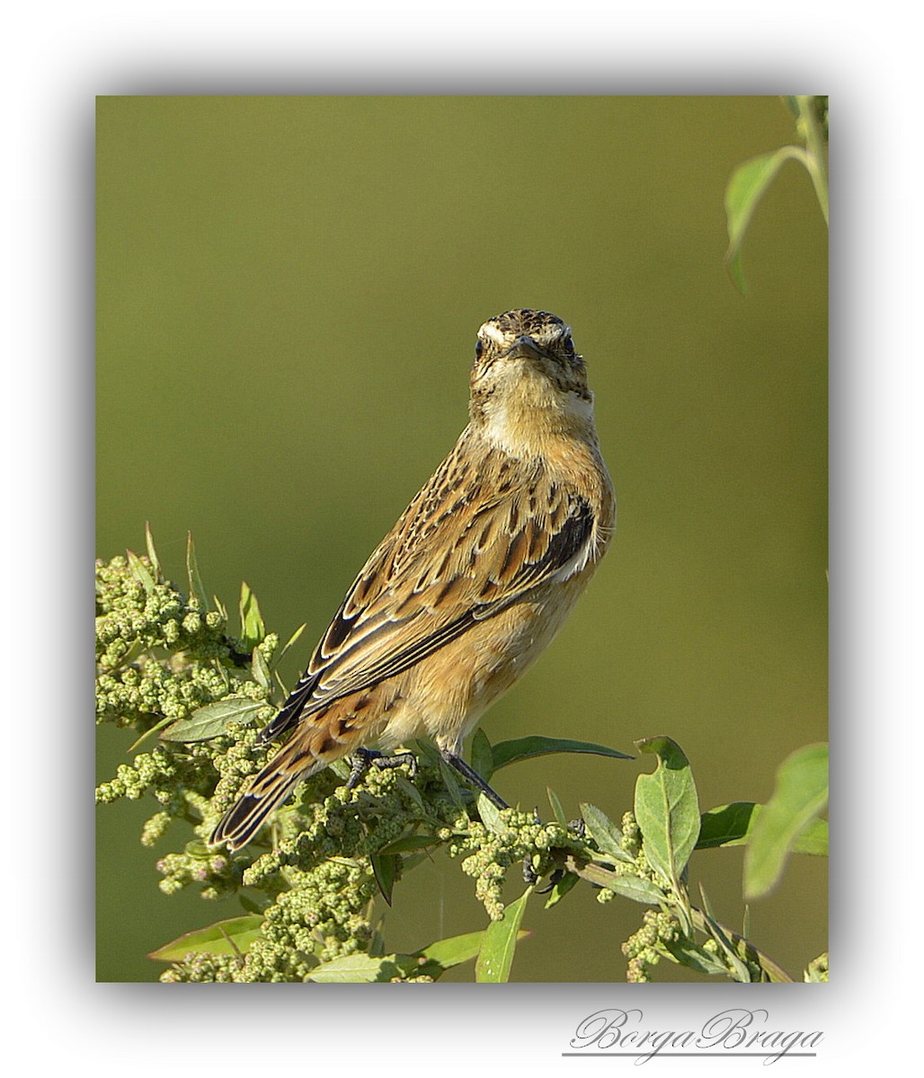 Whinchat - ML321940961
