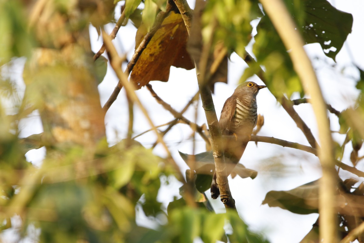 Indian Cuckoo - Chawin Asavasaetakul