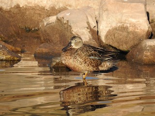 Cinnamon Teal, ML321944841