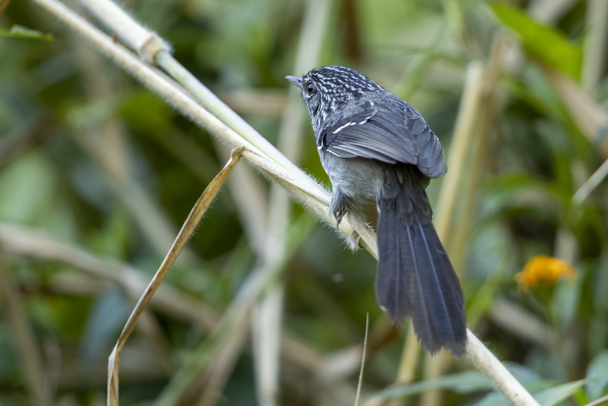 Dusky-tailed Antbird - Michael Stubblefield