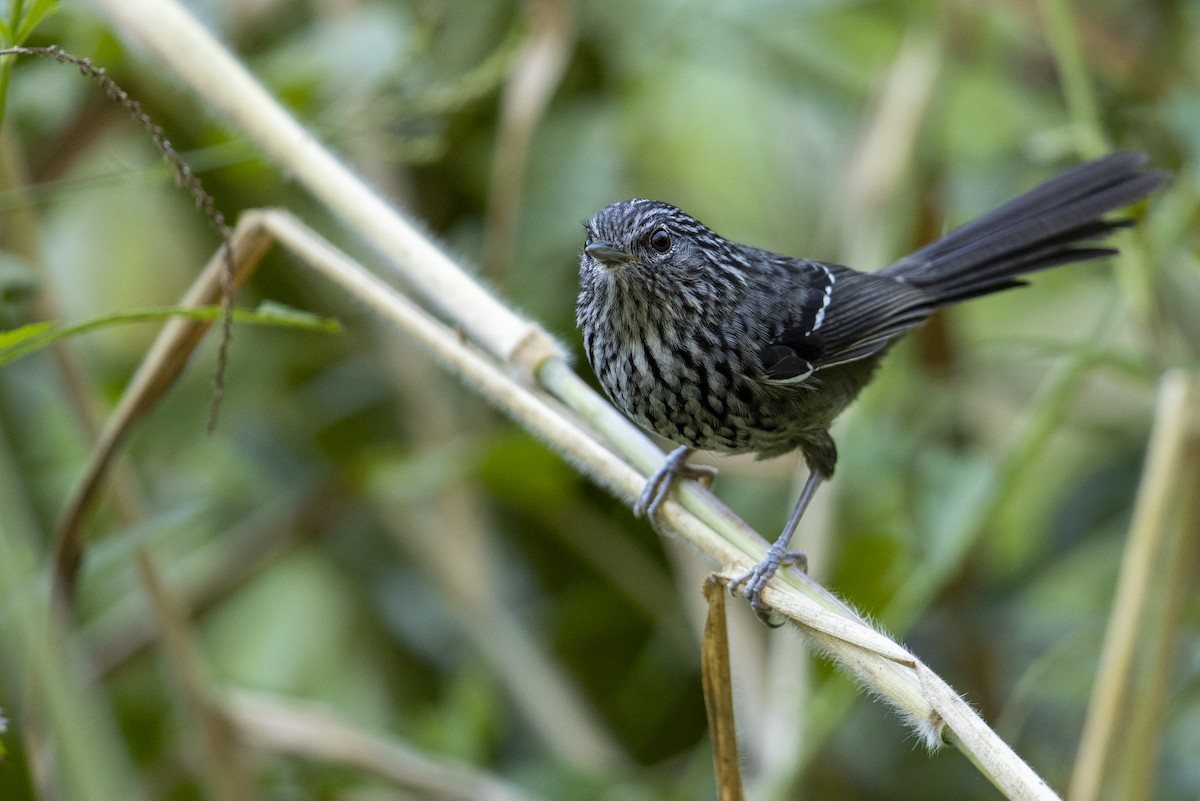 Dusky-tailed Antbird - ML321946401