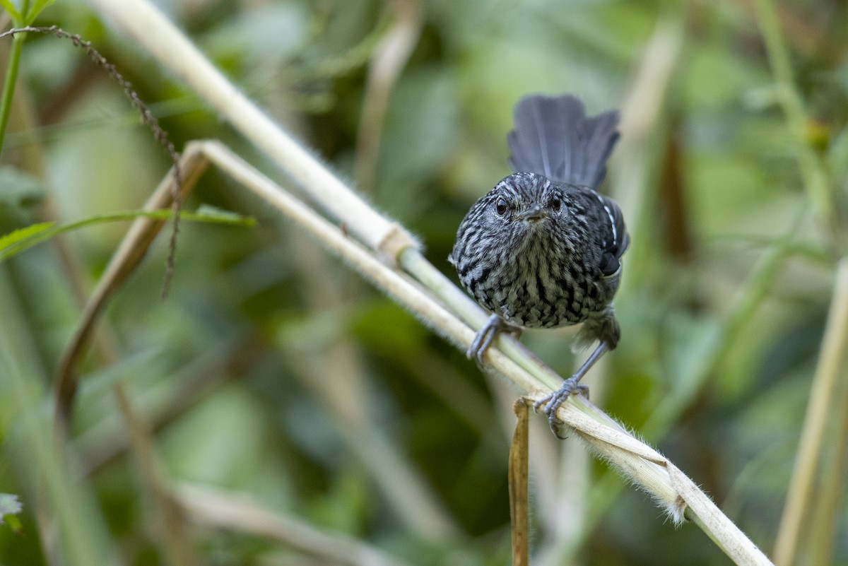 Dusky-tailed Antbird - ML321946411