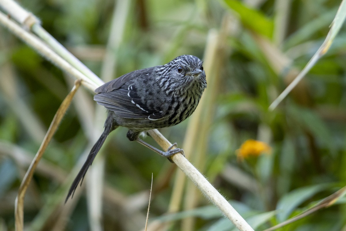 Dusky-tailed Antbird - ML321946431