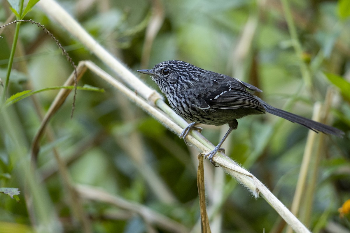 Dusky-tailed Antbird - ML321946451