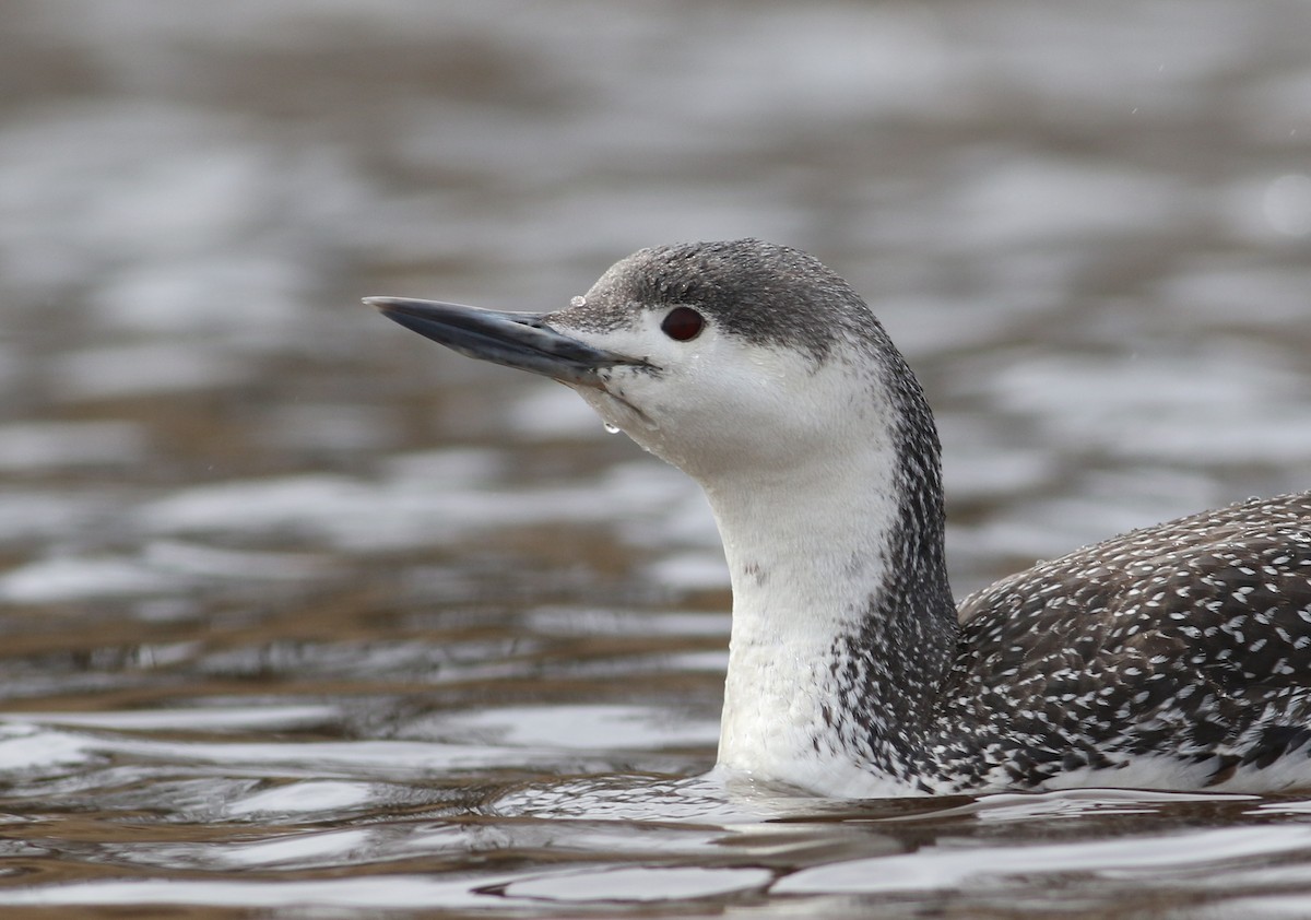 Red-throated Loon - ML321947521