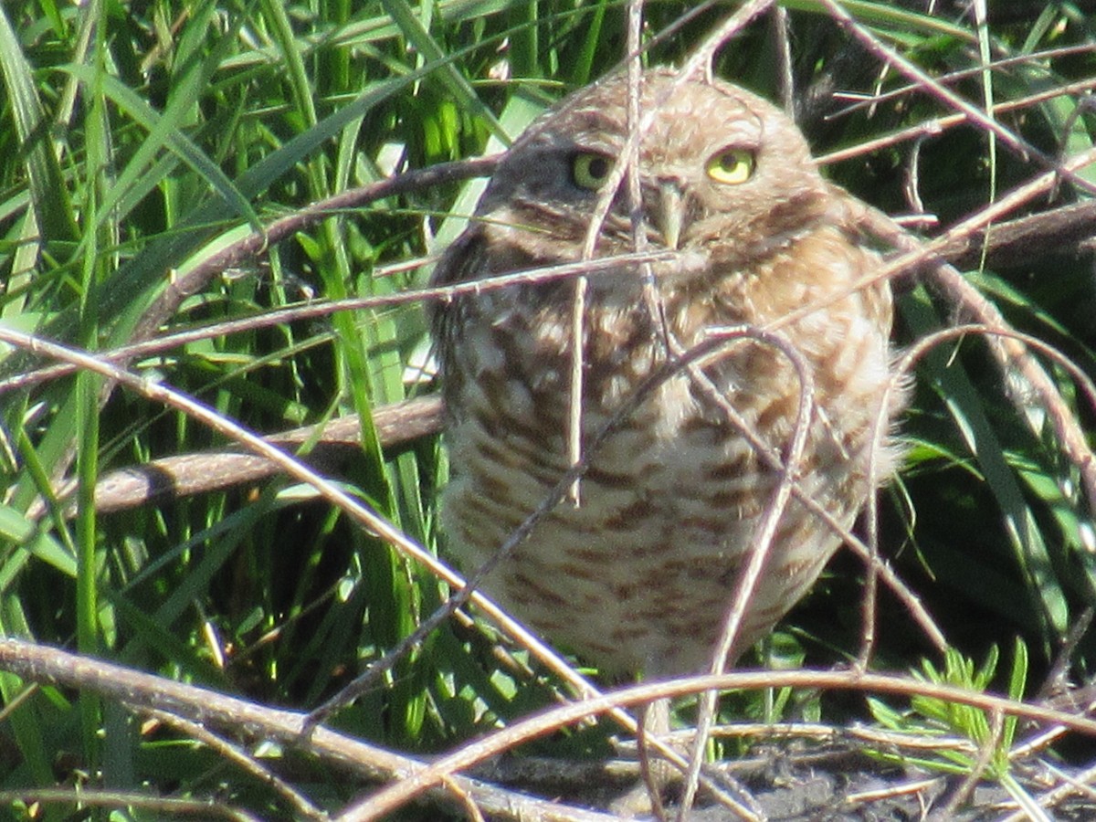 Burrowing Owl - Tammy Ross