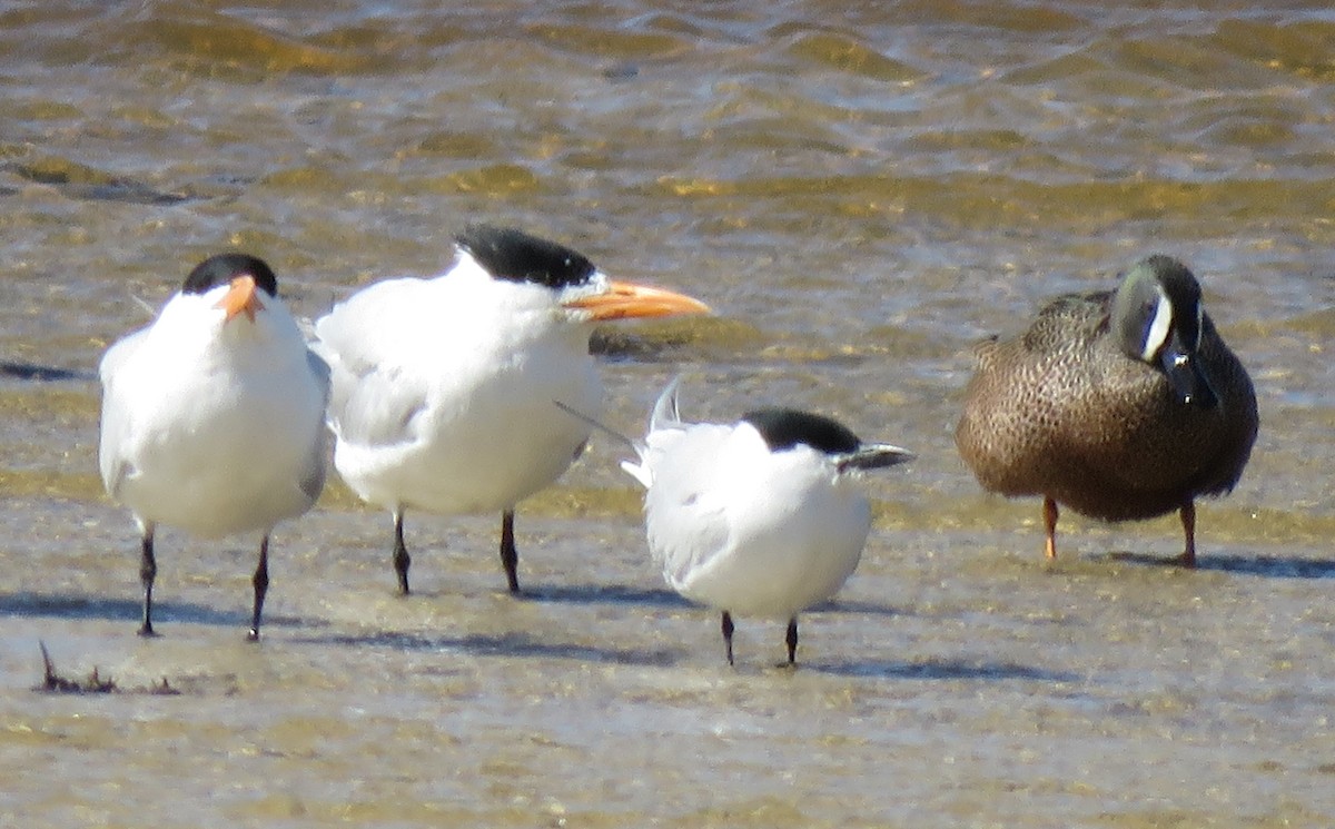 Gull-billed Tern - Melinda Averhart