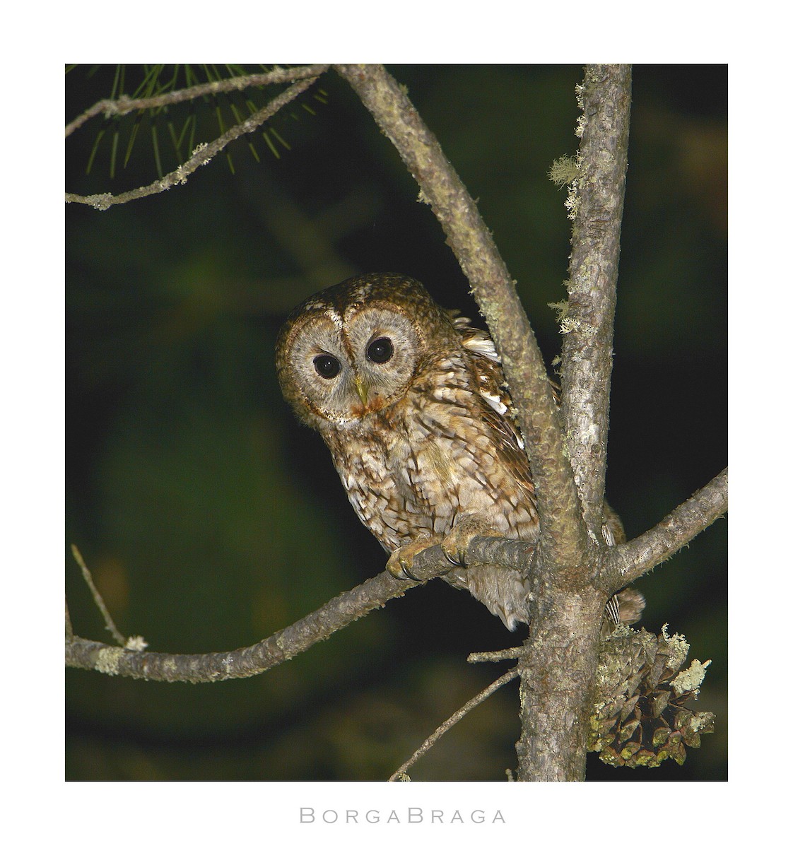 Tawny Owl - ML321950211