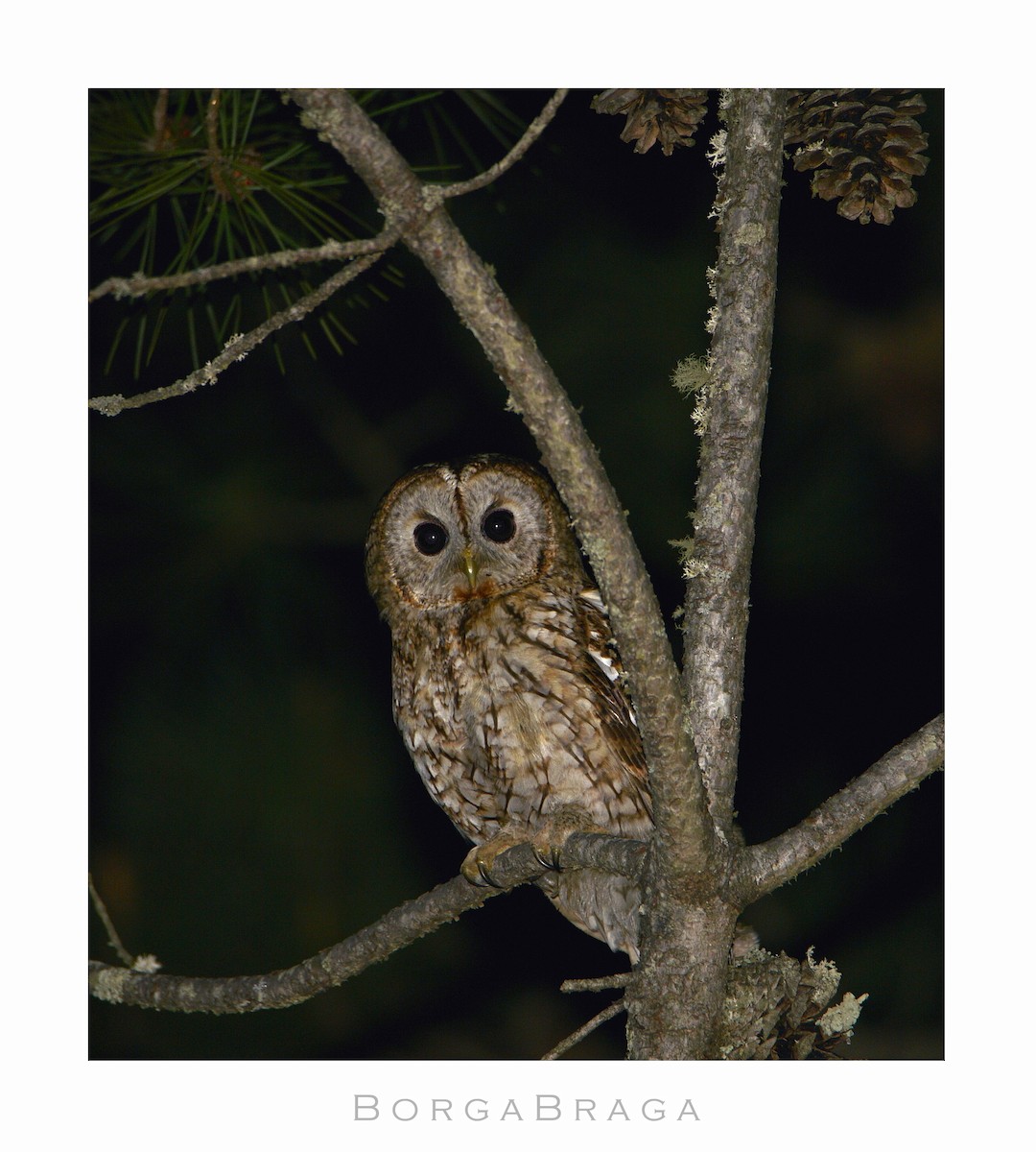 Tawny Owl - ML321950371