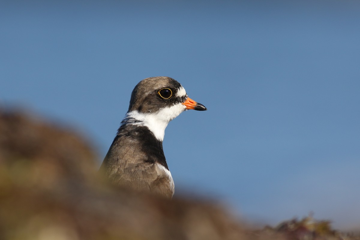 Semipalmated Plover - ML32195841