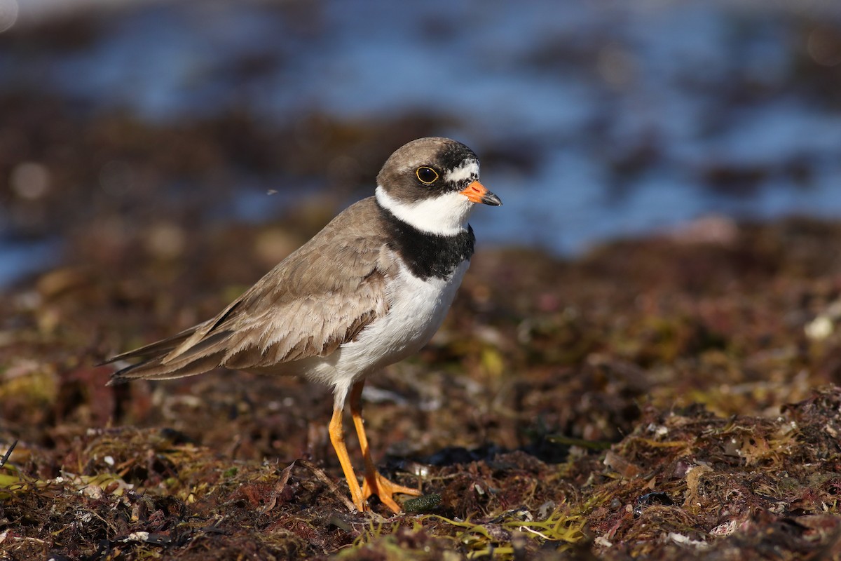 Semipalmated Plover - ML32195861