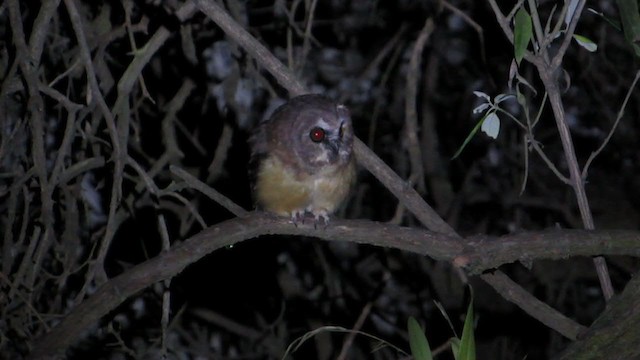 Unspotted Saw-whet Owl - ML321960781