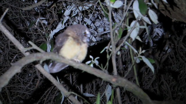 Unspotted Saw-whet Owl - ML321962781